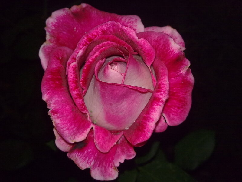 Pink Rose Flower — Dramatic, Night, Photograph, Petals
