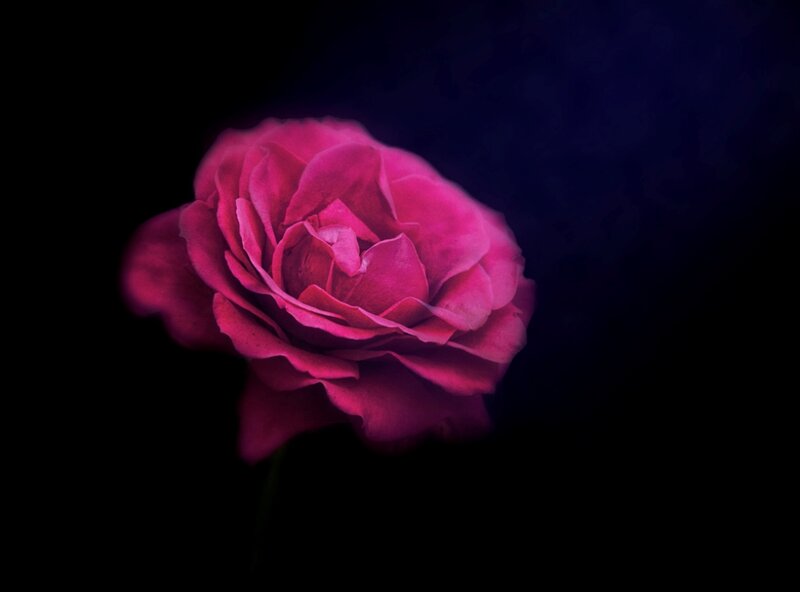 Pink Rose Flower — Dramatic, Night, Photograph, Stem