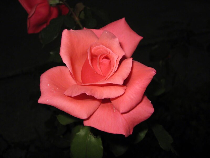 Pink Rose Flower — Dramatic, Night, Photograph