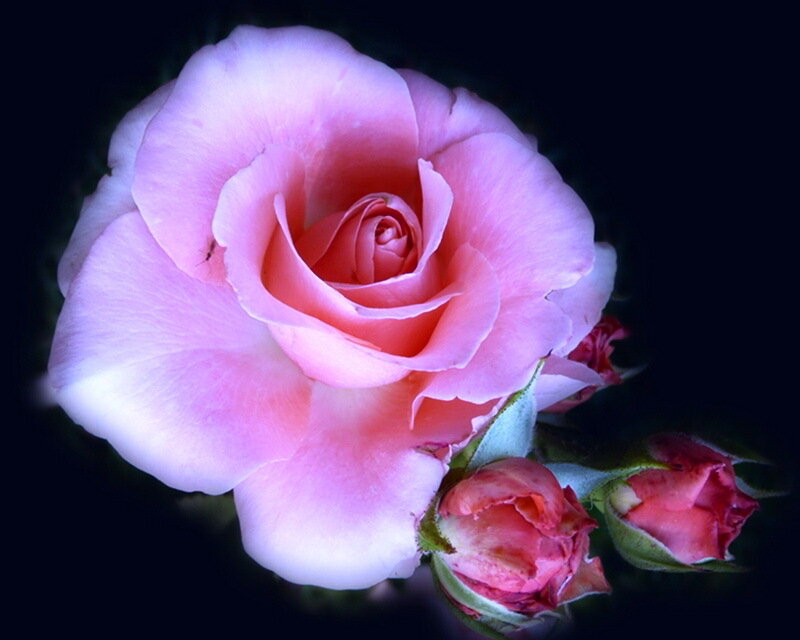 Pink Rose Flower — Dramatic, Night