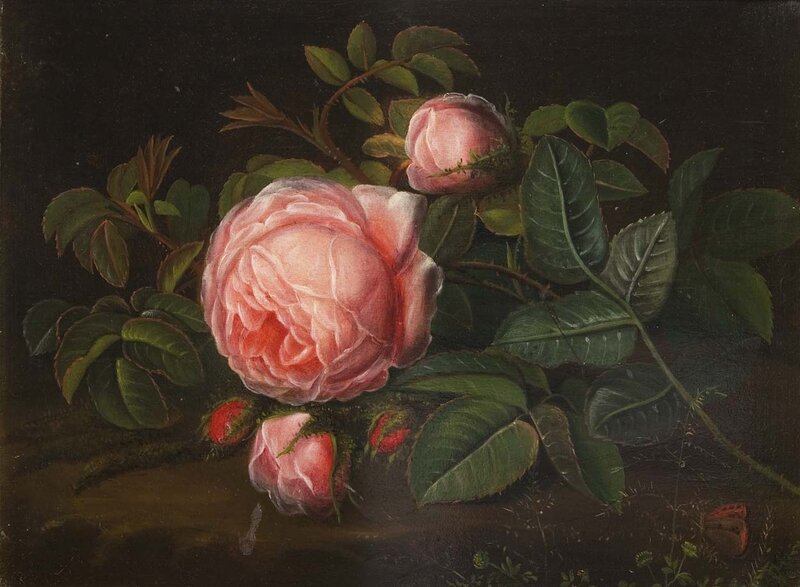 Pink Rose Flower — Dramatic, Painting, Buds