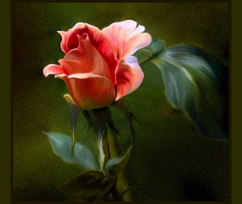Pink Rose Flower — Dramatic, Painting