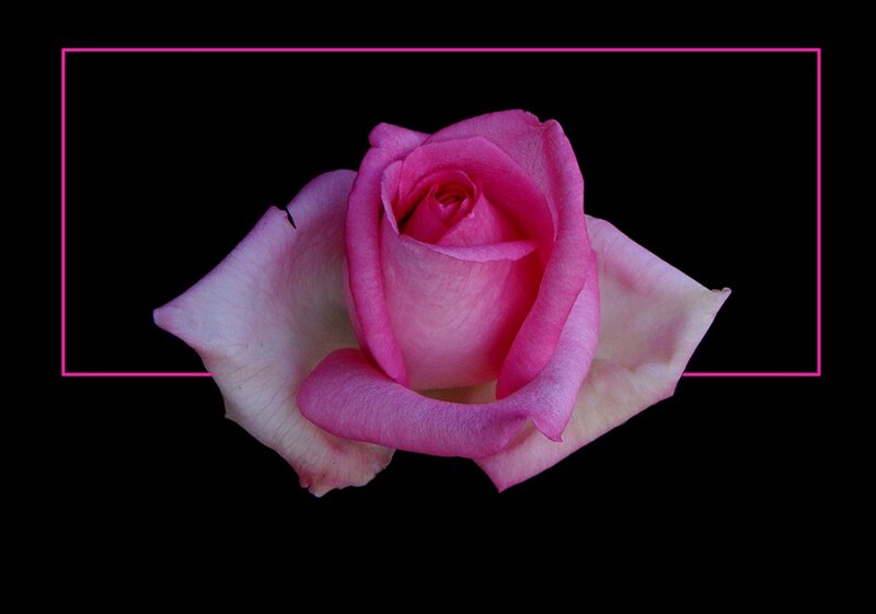 Pink Rose Flower — Dramatic, Photograph, Black Background, Frame