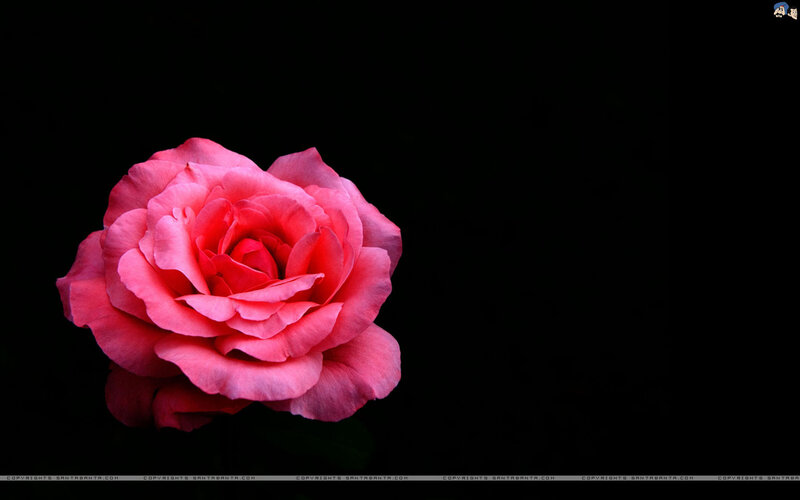 Pink Rose Flower — Dramatic, Photograph, Black Background