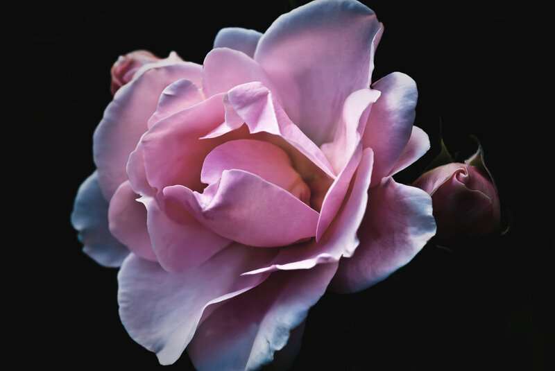 Pink Rose Flower — Dramatic, Photograph, Bud, Dark Background