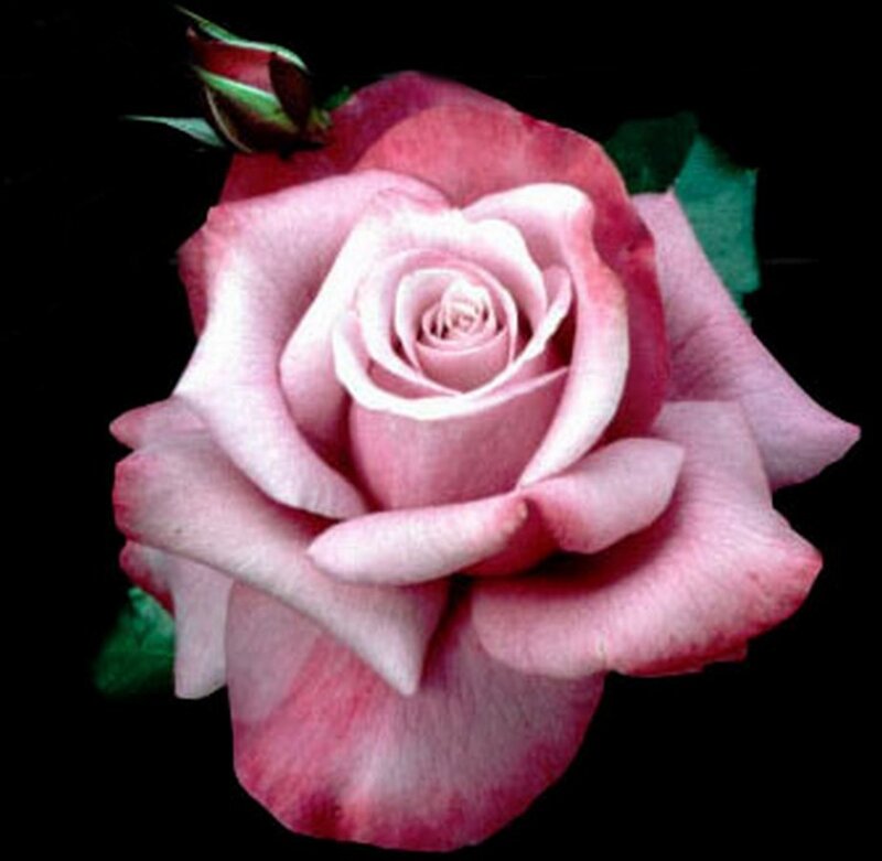 Pink Rose Flower — Dramatic, Photograph, Bud, Leaf