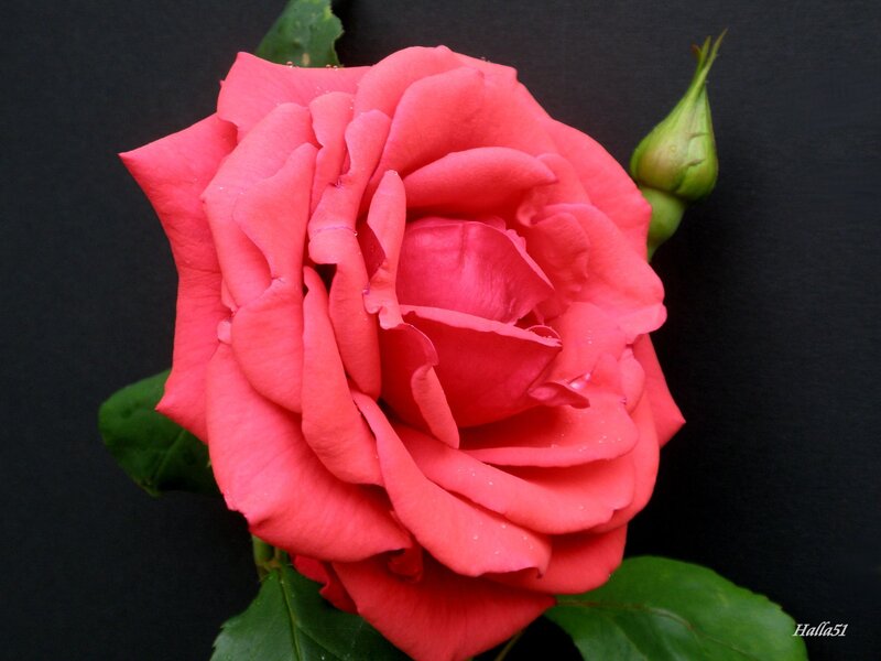 Pink Rose Flower — Dramatic, Photograph, Bud, Leaves