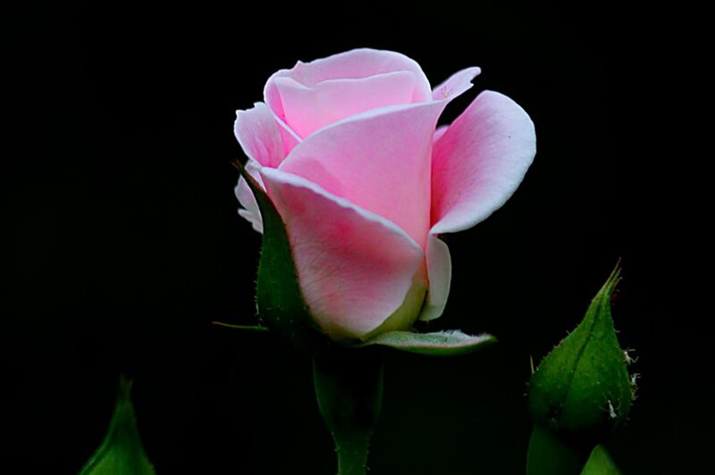 Pink Rose Flower — Dramatic, Photograph, Bud, Stem, Leaf