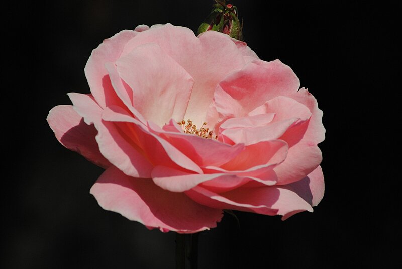 Pink Rose Flower — Dramatic, Photograph, Bud, Stem