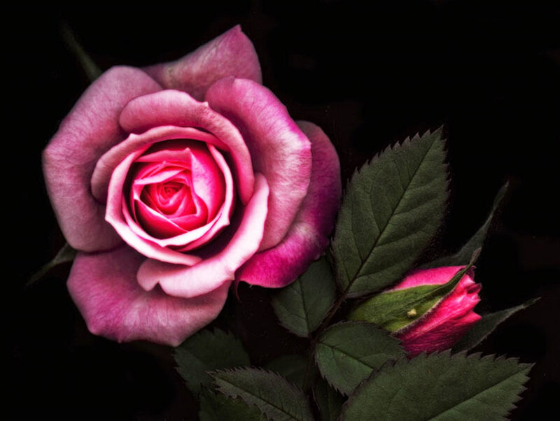 Pink Rose Flower — Dramatic, Photograph, Bud