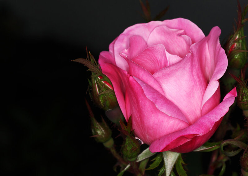 Pink Rose Flower — Dramatic, Photograph, Buds, Leaves