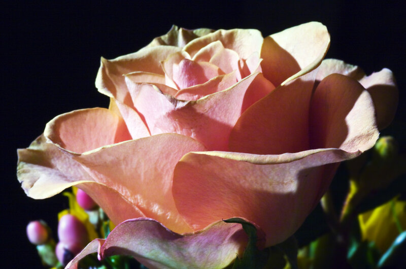 Pink Rose Flower — Dramatic, Photograph, Buds