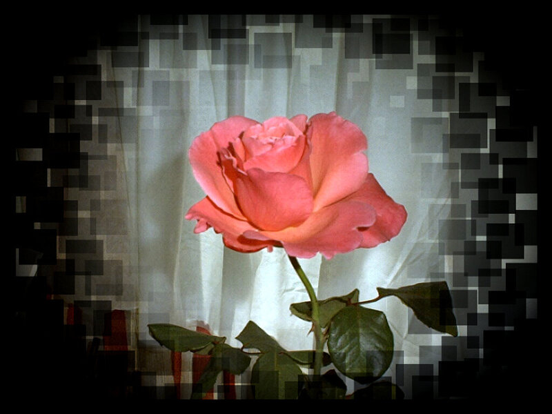 Pink Rose Flower — Dramatic, Photograph, Curtain