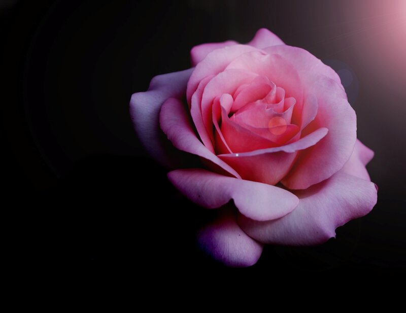 Pink Rose Flower — Dramatic, Photograph, Dark Background