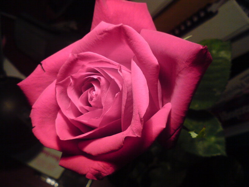 Pink Rose Flower — Dramatic, Photograph, Green Leaf