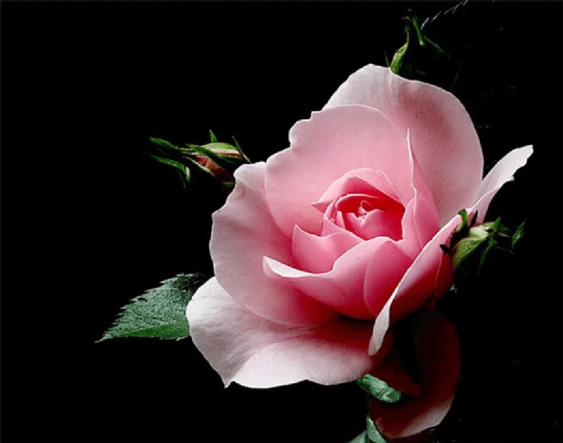 Pink Rose Flower — Dramatic, Photograph, Green Leaves, Bud