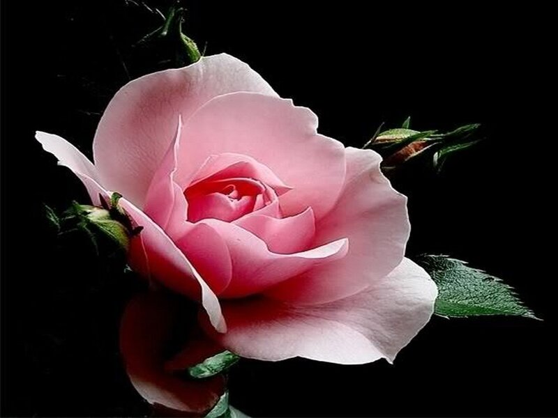 Pink Rose Flower — Dramatic, Photograph, Green Leaves, Buds