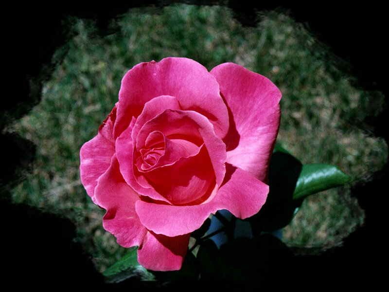 Pink Rose Flower — Dramatic, Photograph, Green Leaves, Dark Background