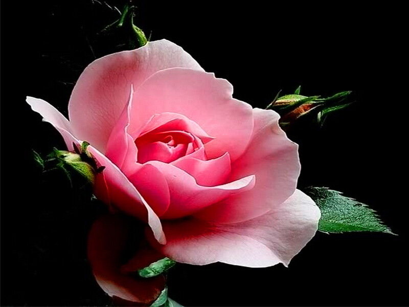 Pink Rose Flower — Dramatic, Photograph, Green Leaves