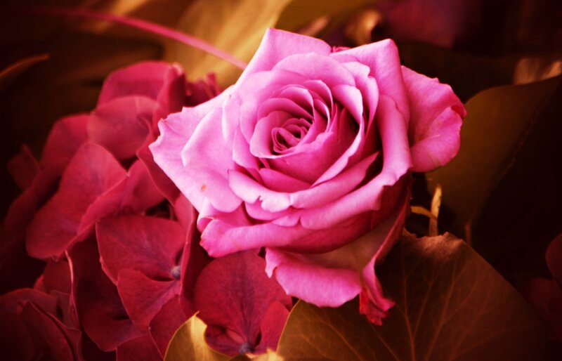 Pink Rose Flower — Dramatic, Photograph, Hydrangea