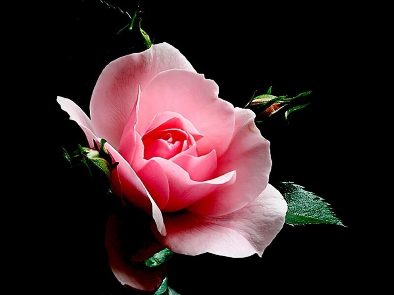 Pink Rose Flower — Dramatic, Photograph, Leaf, Bud, Stem
