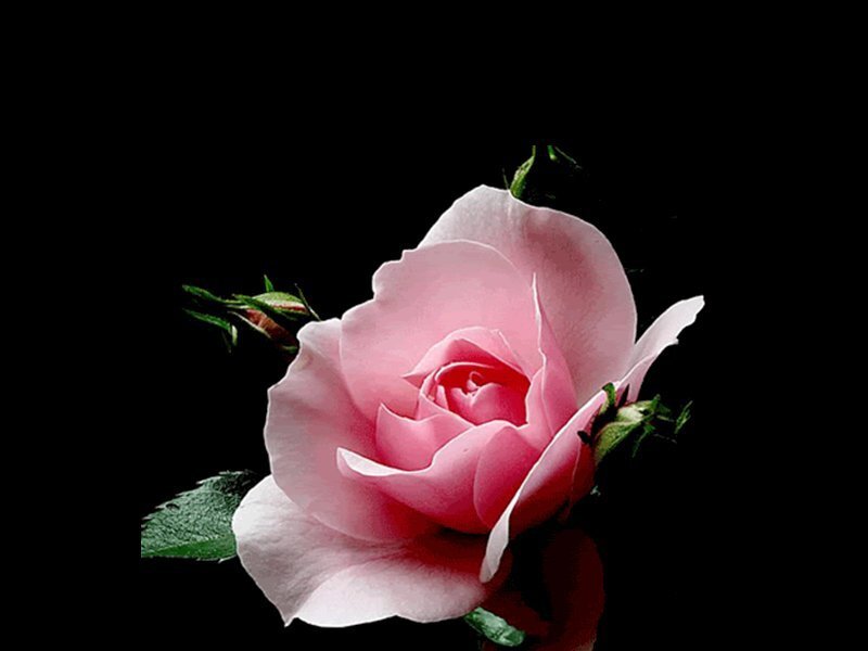 Pink Rose Flower — Dramatic, Photograph, Leaf, Bud