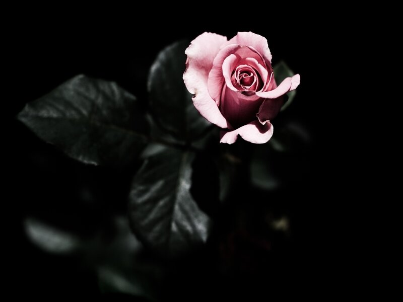 Pink Rose Flower — Dramatic, Photograph, Leaf