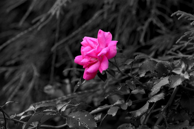 Pink Rose Flower — Dramatic, Photograph, Leaves, Bush