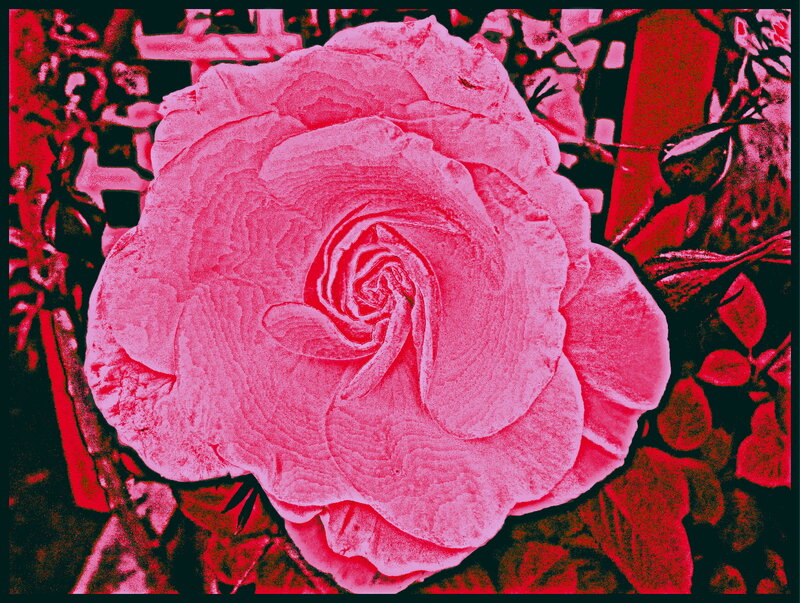 Pink Rose Flower — Dramatic, Photograph, Leaves
