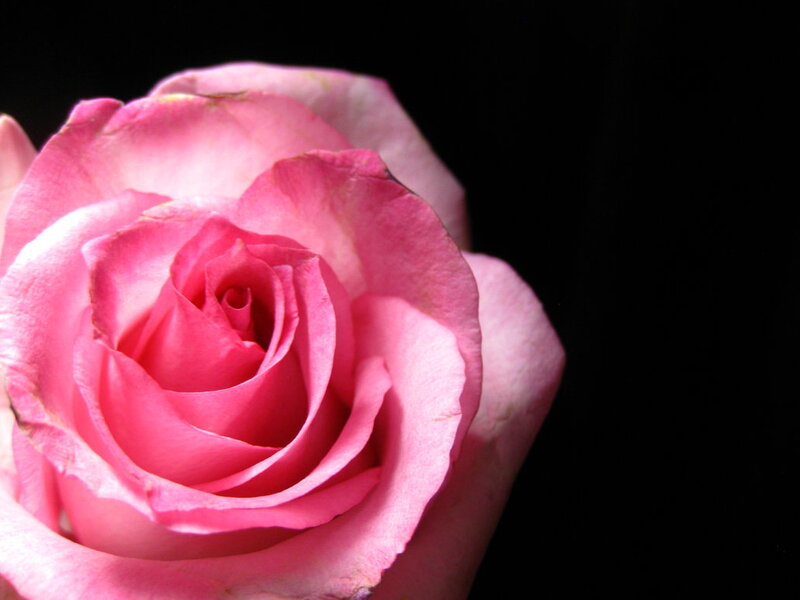 Pink Rose Flower — Dramatic, Photograph, Petals, Black Background