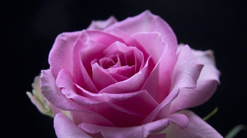 Pink Rose Flower — Dramatic, Photograph, Petals, Bud