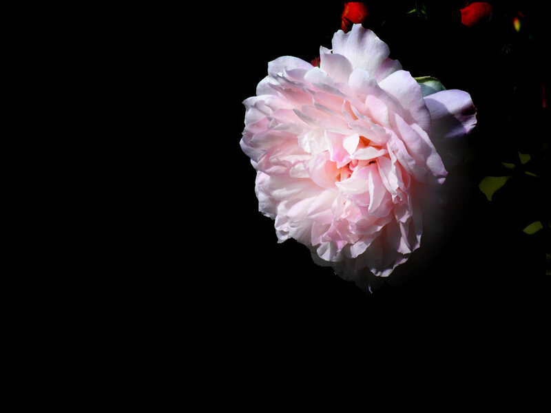 Pink Rose Flower — Dramatic, Photograph, Petals, Dark Background