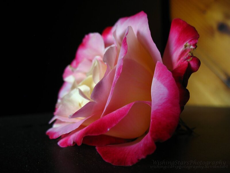 Pink Rose Flower — Dramatic, Photograph, Petals, Dark Surface