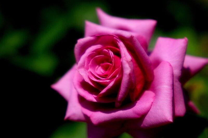 Pink Rose Flower — Dramatic, Photograph, Petals, Green Leaves