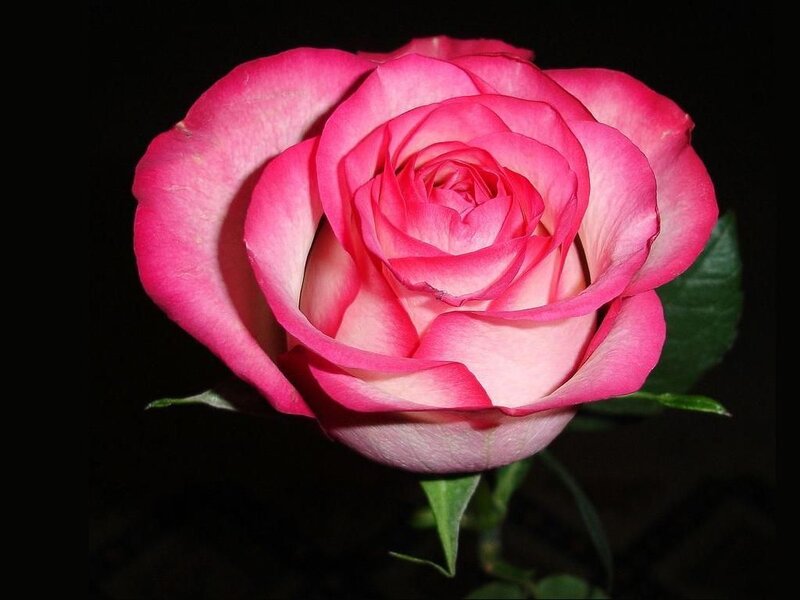 Pink Rose Flower — Dramatic, Photograph, Petals, Leaf, Stem
