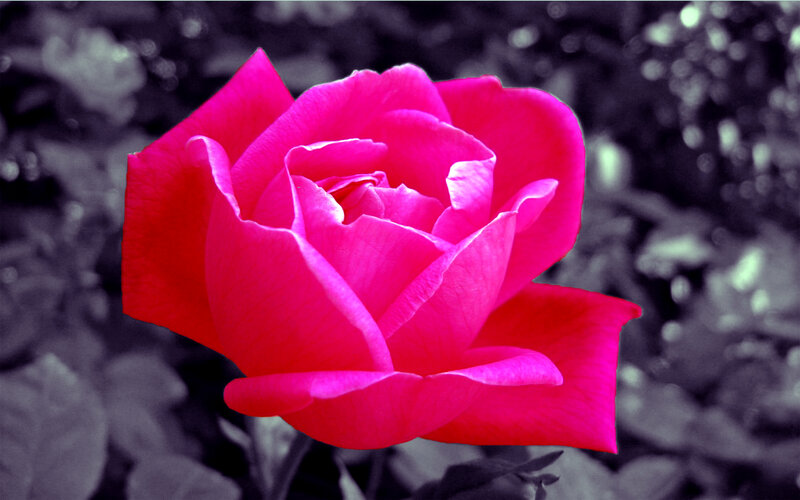 Pink Rose Flower — Dramatic, Photograph, Petals, Leaves