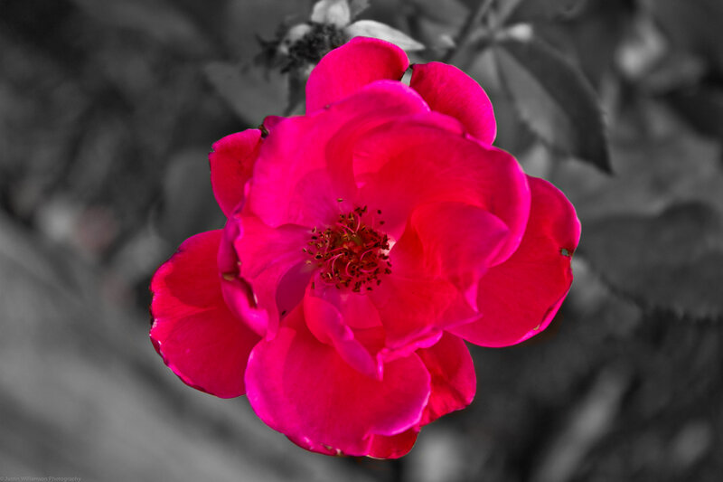 Pink Rose Flower — Dramatic, Photograph, Petals, Stamen, Leaves