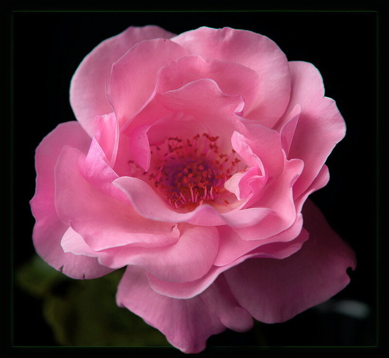 Pink Rose Flower — Dramatic, Photograph, Petals, Stamen