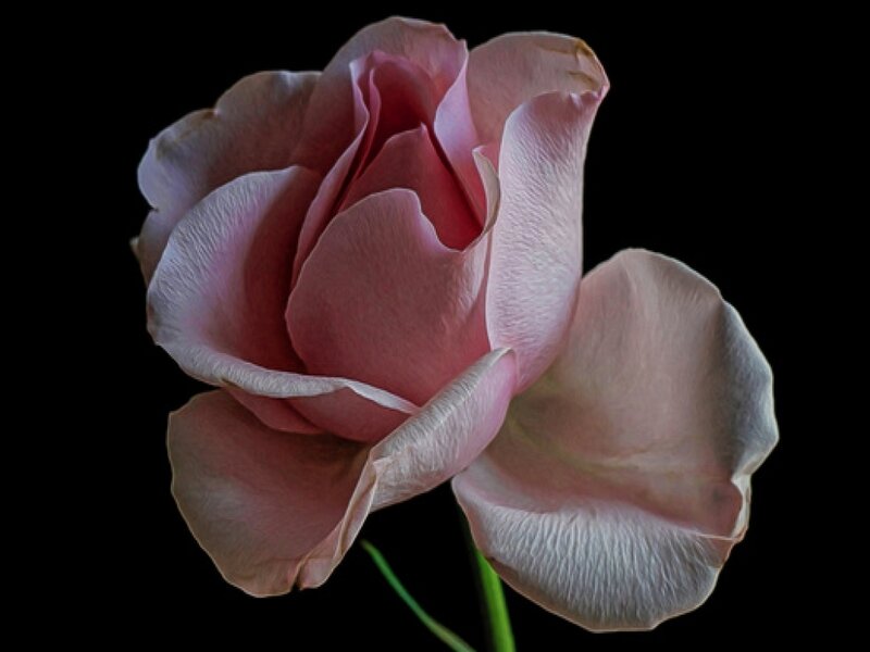 Pink Rose Flower — Dramatic, Photograph, Petals, Stem, Black Background
