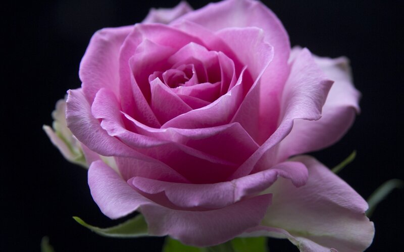 Pink Rose Flower — Dramatic, Photograph, Petals, Stem, Bud