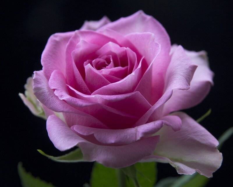 Pink Rose Flower — Dramatic, Photograph, Petals, Stem, Leaf