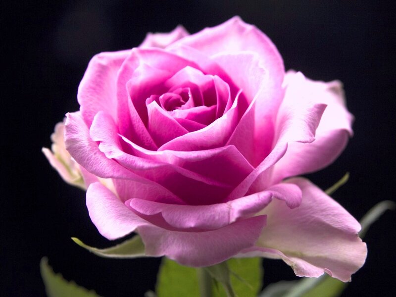 Pink Rose Flower — Dramatic, Photograph, Petals, Stem, Leaves
