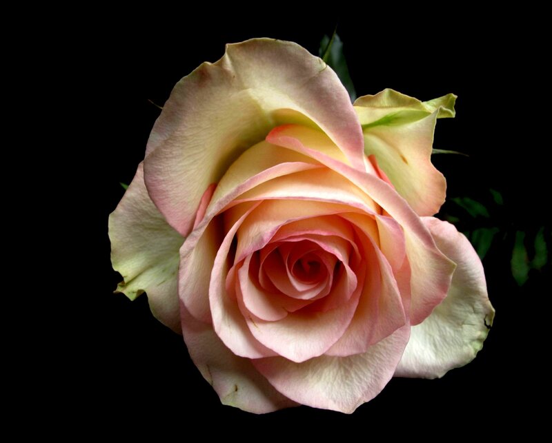 Pink Rose Flower — Dramatic, Photograph, Petals, Stem