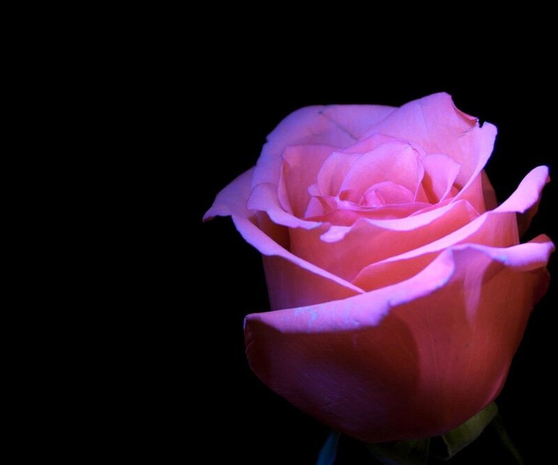 Pink Rose Flower — Dramatic, Photograph, Petals