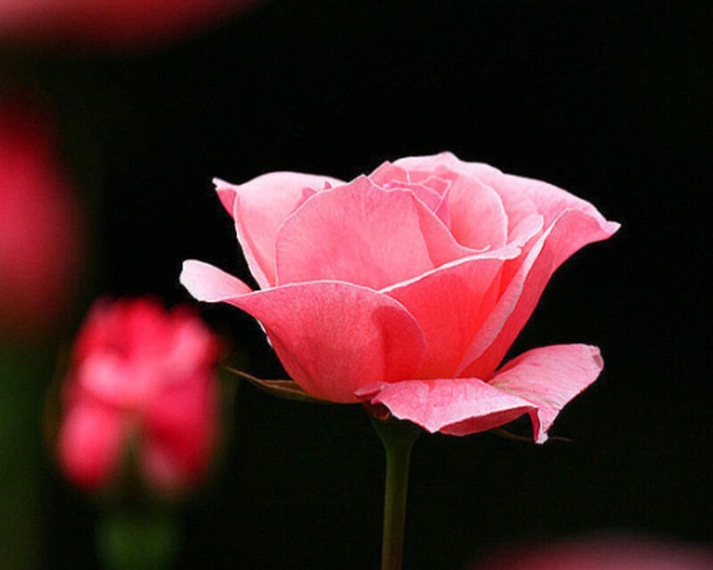 Pink Rose Flower — Dramatic, Photograph, Stem, Background