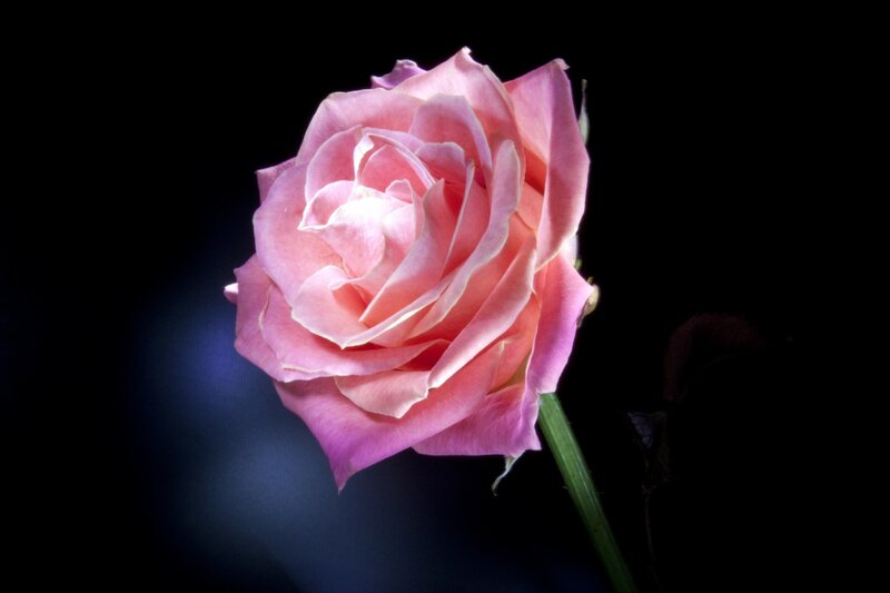 Pink Rose Flower — Dramatic, Photograph, Stem, Dark Background