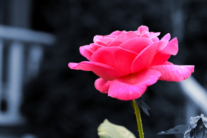 Pink Rose Flower — Dramatic, Photograph, Stem, Leaf, Background