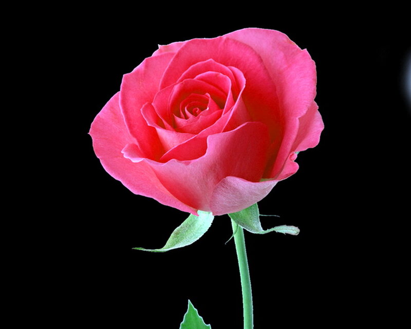 Pink Rose Flower — Dramatic, Photograph, Stem, Leaf