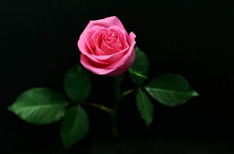 Pink Rose Flower — Dramatic, Photograph, Stem, Leaves