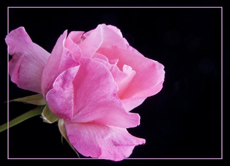 Pink Rose Flower — Dramatic, Photograph, Stem, Petals, Black Background
